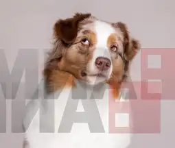 Австралиски овчар