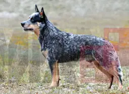 Австралиски говедар