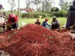 Во Кенија, во провинцијата Нанди, во Тиндирет, започна бербата на зрна кафе.