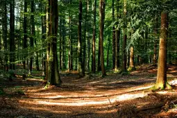 Министерот за земјоделство, шумарство и водостопанство Трајан Димковски, на барање на ЈП „Национални шуми“ ја отповика забраната за движење во шума и шумско земјиште со кои стопанисува ЈП „На