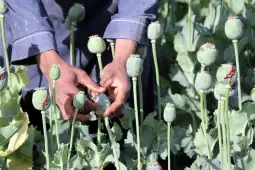 Одгледувањето опиум во Авганистан се зголеми за 32 отсто во 2022 година откако талибанците ја презедоа власта, јави ДПА, повикувајќи се на Канцеларијата на Обединетите нации за дрога и кримин