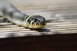 Додека многу змии се плашат од луѓето и претпочитаат да се скријат или „да глумат“ мртви, отколку да напаѓаат, ова соевидно големо „змиско гнездо“ не е место за тестирање на сѐ тоа.