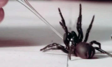 Во Австралија, по пожарите и поплавите, се појавуваат смртоносни пајаци