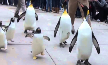Се намалува бројот на пингвини на Антарктикот