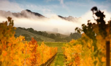 Калифорниското вино се продава по рекорднo ниски цени