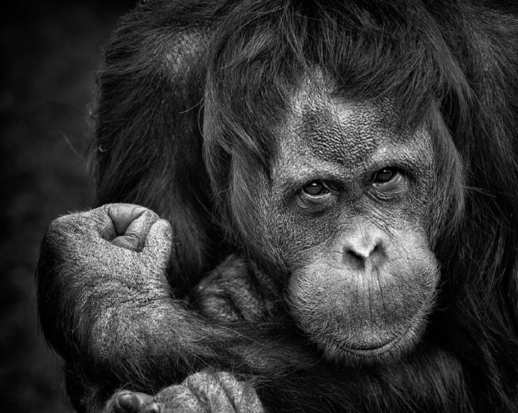 Во Словачка, поради коронавирусот во зоолошка затворен делот со мајмуни
