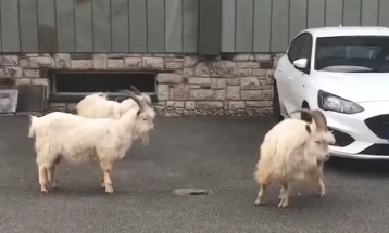 Диви кози го запоседнаа велшкото гратче Ландудно (видео)