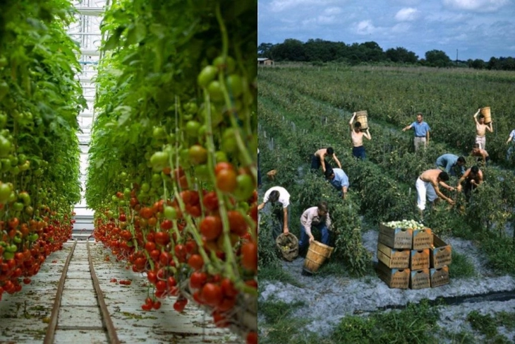 Во Италија недостигаат околу 60.000 сезонски работници