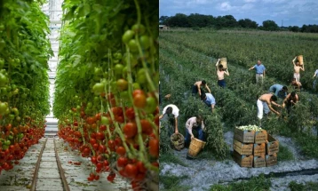 Во Италија недостигаат околу 60.000 сезонски работници