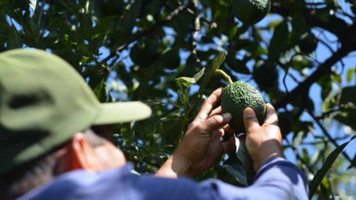 Крвава војна на наркокартелите за авокадо