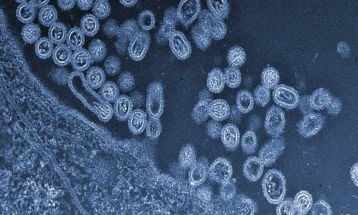 Покрај коронавирусот, во Кина се појави и птичји грип