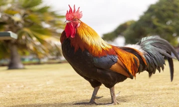 Шведска: Со пилешки измет против масовни собири