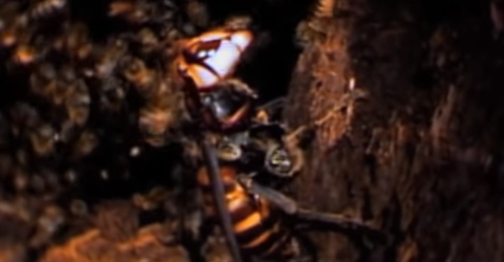Пчели убиваат стршлен неколкупати помоќен од себе (видео)