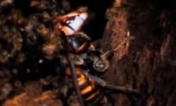 Пчели убиваат стршлен неколкупати помоќен од себе (видео)