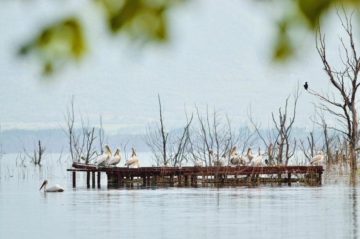 Пребројување на пеликаните од Преспанско Езеро по повод Меѓународниот ден на биолошката разновидност