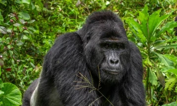 Доживотен затвор за убијци на загрозен вид горили во Уганда