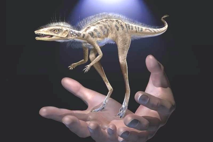 Пронајден диносаурус голем колку паметен телефон