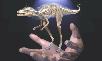 Пронајден диносаурус голем колку паметен телефон