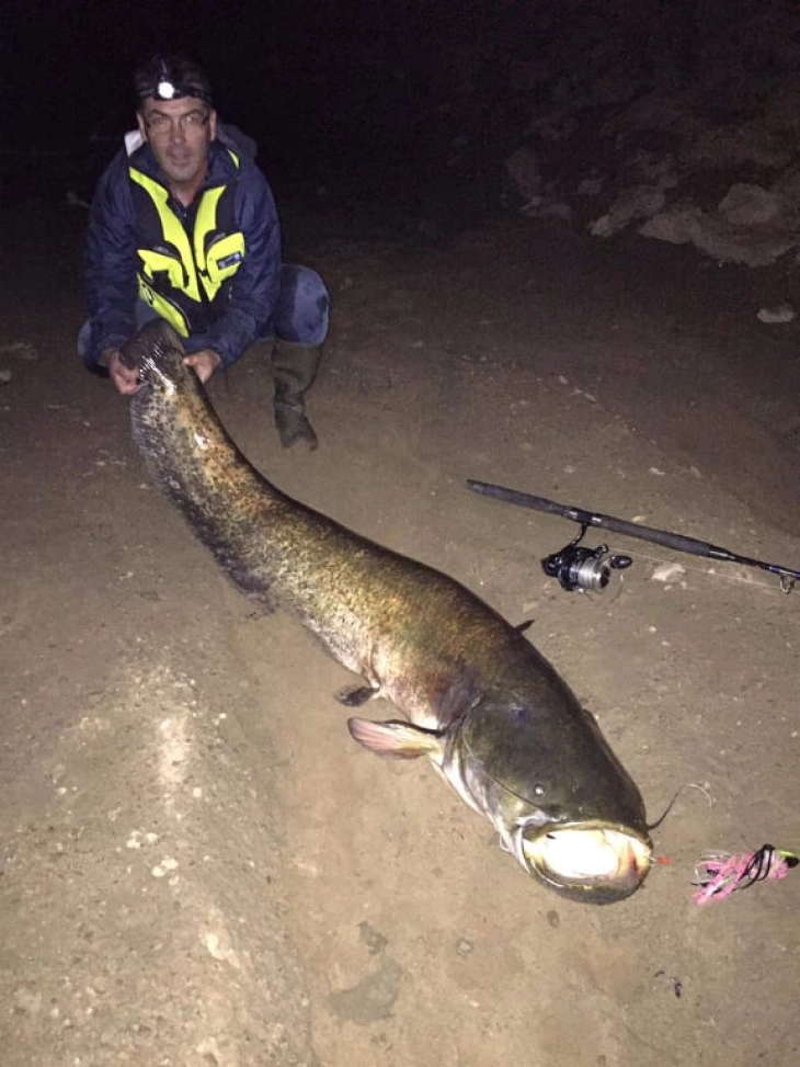 Сом капиталец тежок 47,5 килограми уловен во Калиманско езеро