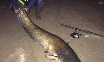 Сом капиталец тежок 47,5 килограми уловен во Калиманско езеро