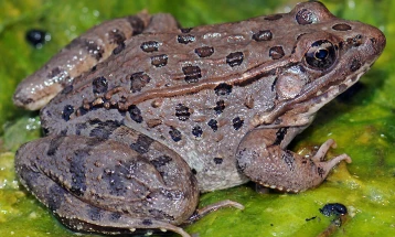Леопард жаби забележани во централна Аризона