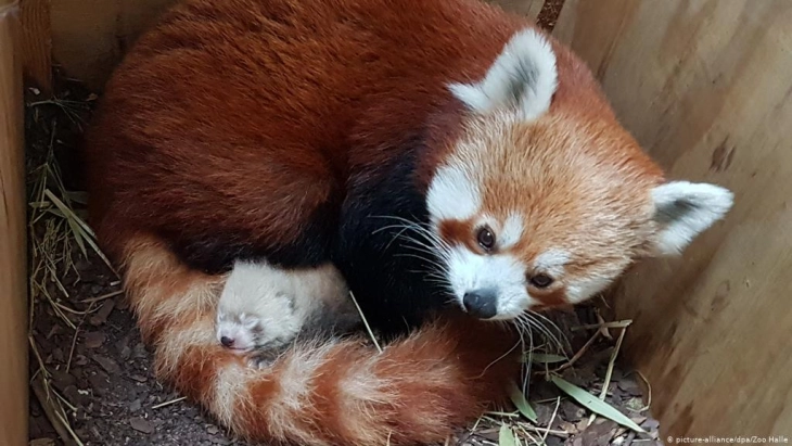 Ретка црвена панда се роди во Зоолошката градина во Берлин
