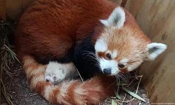 Ретка црвена панда се роди во Зоолошката градина во Берлин
