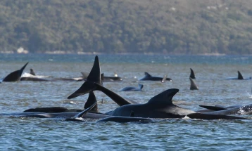 Една третина од 270-те китови насукани во Тасманија најверојатно се мртви