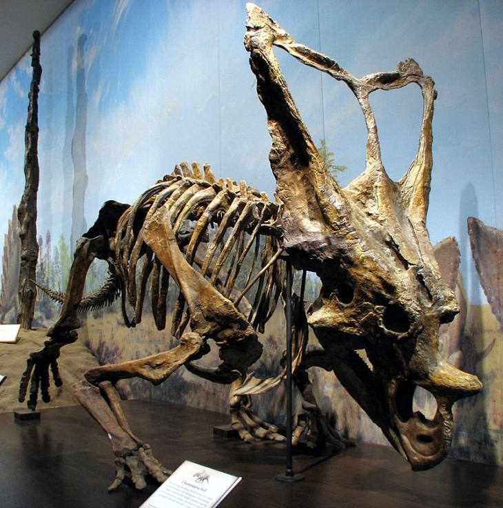 Дете пронајде редок скелет на диносаурус во Канада