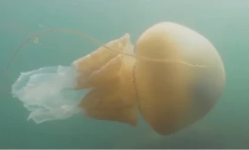 Медузата можна замена за вообичаените морски специјалитети