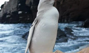 На Галапагос откриен бел пингвин