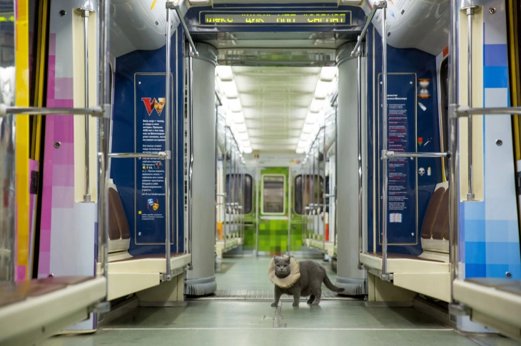 Московското метро обезбеди засолниште за речиси 200 животни