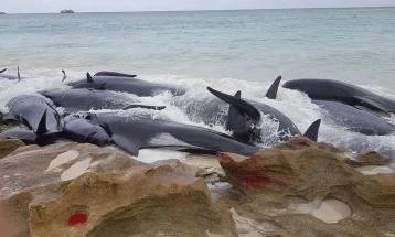 Во Индонезија насукани 45 китови, три преживеале