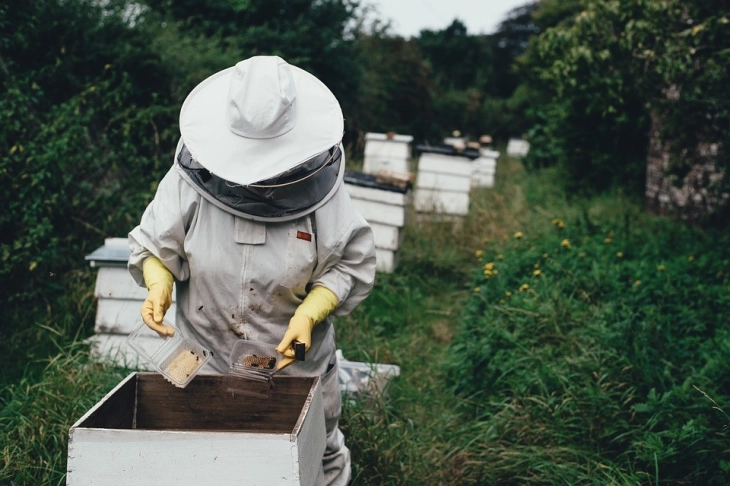 На располагање нови средства за сточарите кои набавиле пчелини матици и чистокрвни свињи во тек на минатата година