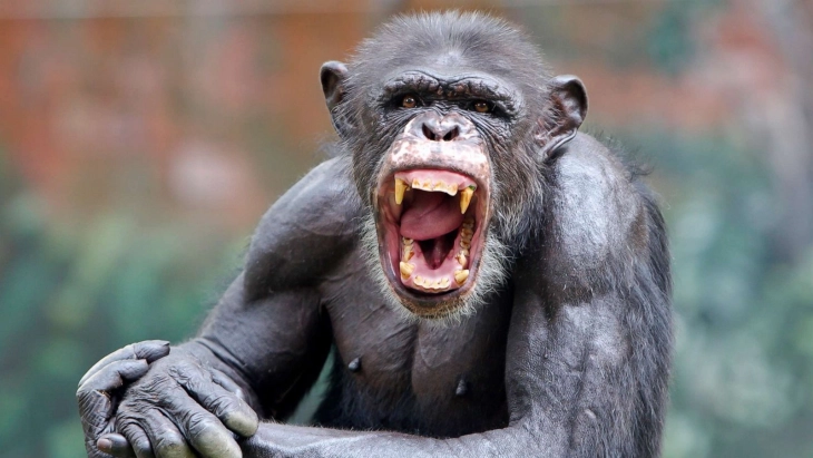 Мајмуните во две зоолошки во Чешка комуницираат преку Зум