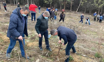 Пошумување на опожарените површини на Осоговските Планини