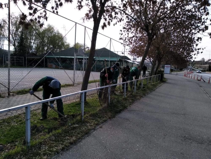Кумановска „Чистота и Зеленило“ со акции за садење листопадни садници и грмушки