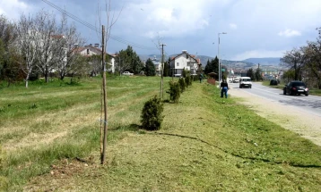 Нови дрвореди на влезот во Кочани