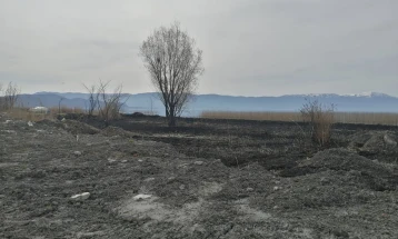 Повторно опожарена трска на струшкото крајбрежје