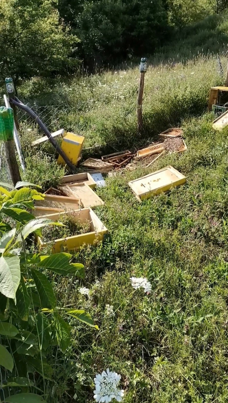 Мечка опустоши пчеларник во делчевското село Киселица