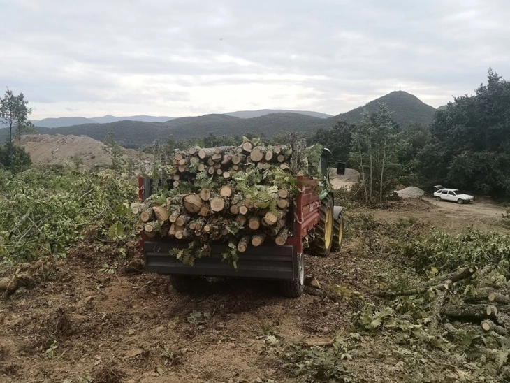 Приведени две лица во беровско поради нелегална сеча на букови стебла