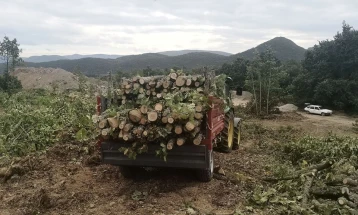 Приведени две лица во беровско поради нелегална сеча на букови стебла