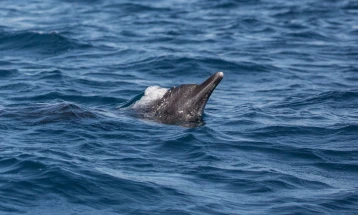 Во бугарските територијални води во Црно Море регистрирани се 74.000 делфини
