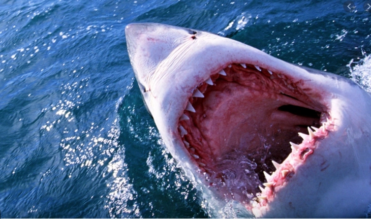 Ајкула доби потомство иако живее во базен само со женки