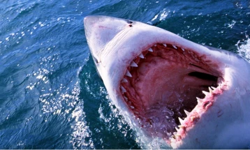 Ајкула доби потомство иако живее во базен само со женки