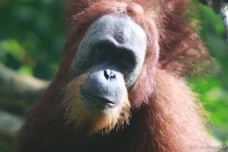 Орангутани тестирани за Ковид-19 во Малезија