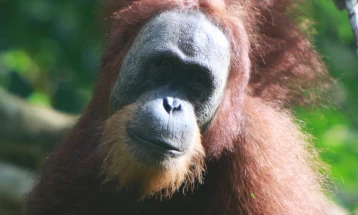 Орангутани тестирани за Ковид-19 во Малезија