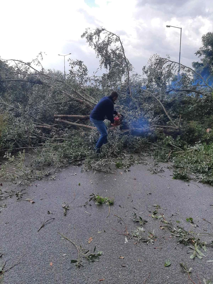 Отстранети паднати дрвја поради невреме на излезот од Тетово кон Гостивар