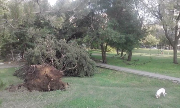 Од денешното силно невреме во Велес на повеќе места во градот паднати големи дрвја и гранки