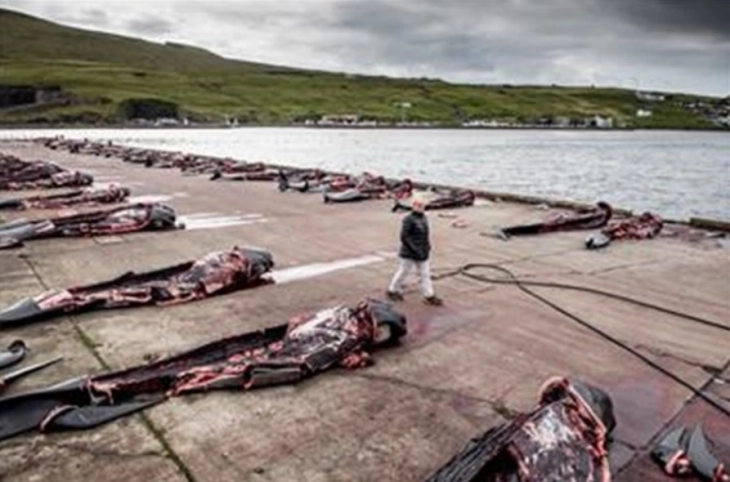 Над 1.400 убиени делфини на Фарските Острови